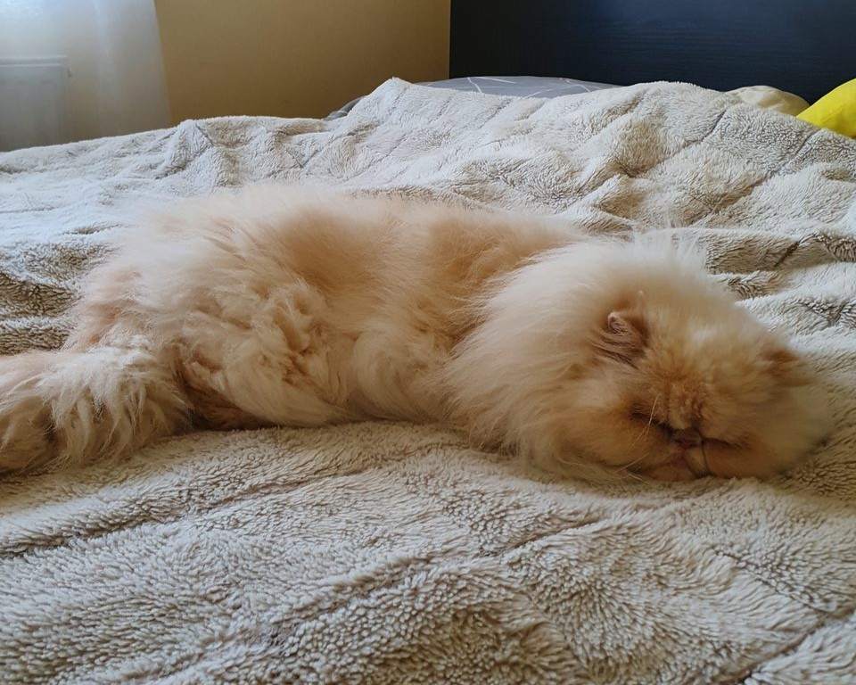 Dagi